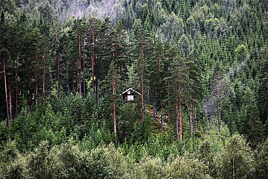 红色,屋舍,树林,瑞典