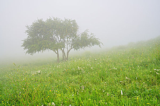 草原,牧场,高原,绿树,云雾