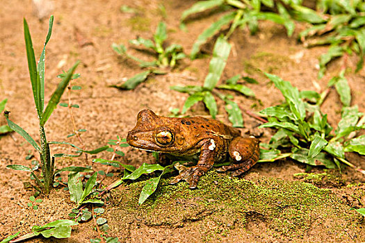 青蛙,树蟾属,玛努国家公园,秘鲁