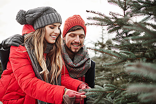 年轻,情侣,看,松针,购物,圣诞树,树林