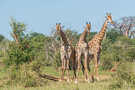 三个,南非,长颈鹿,挑战,一个