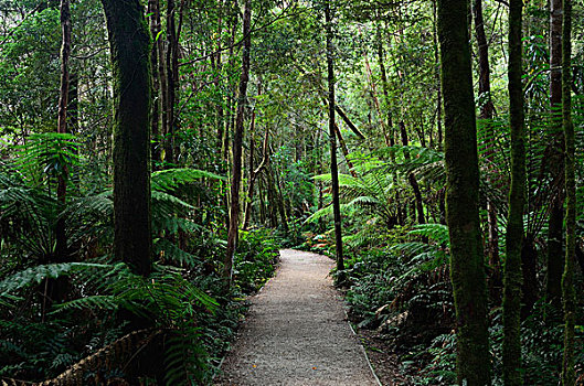 小路,温带雨林,靠近,河,塔斯马尼亚,澳大利亚