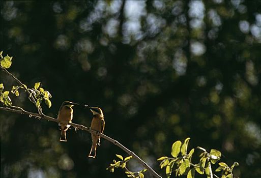 两个,小,食蜂鸟,克鲁格国家公园,南非