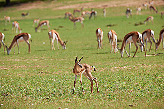 诞生,跳羚,牧群,卡拉哈迪大羚羊国家公园,南非