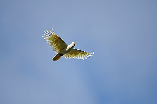 美冠鹦鹉,凤头鹦鹉,飞,空中,维多利亚,澳大利亚,大洋洲