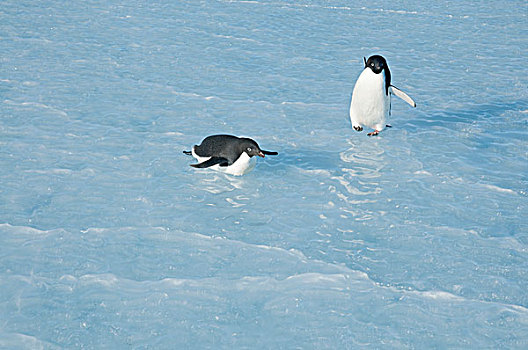 阿德利企鹅,一对,一个,湾,东方,南极