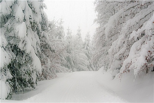 冬日树林,图林根州