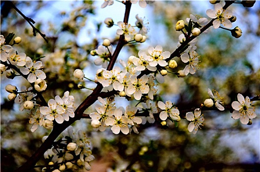 花,苹果树,白花,蓝色背景,天空,背景,特写,塞尔吉耶夫,莫斯科,区域,俄罗斯