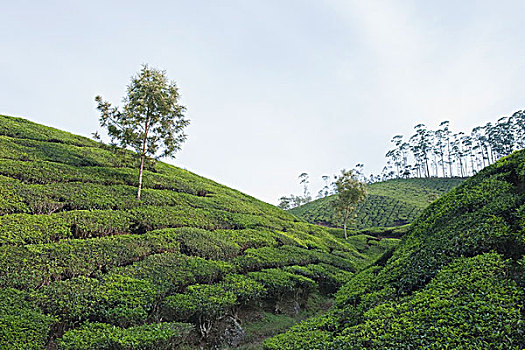茶园,树,喀拉拉,印度