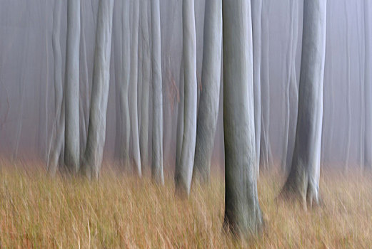 树干,雾,山毛榉,树林,抽象,模糊,雅斯蒙德国家公园,梅克伦堡前波莫瑞州,德国,欧洲