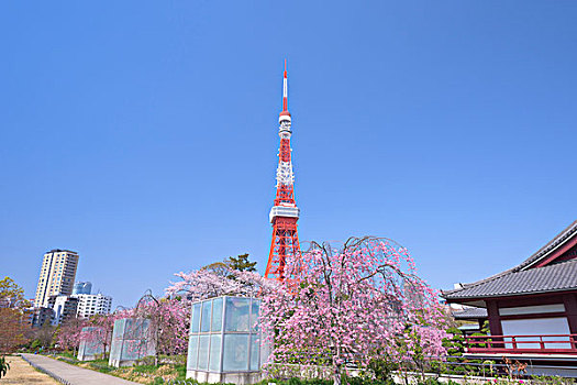 公园,东京塔,盛开,樱花