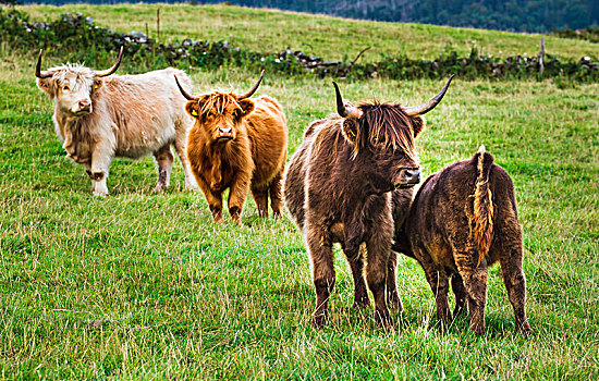 高原牛,放牧,地点,苏格兰高地,苏格兰