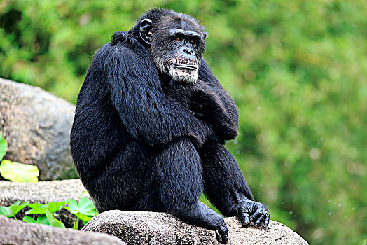 黑猩猩,鹪鹩,成年,雄性,坐,石头,放松,俘获,非洲