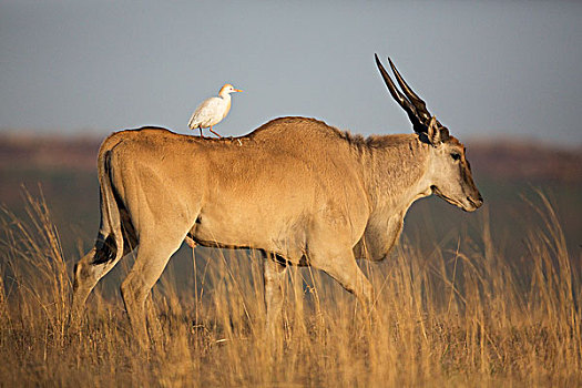 牛背鹭,栖息,雄性,大羚羊,自然保护区,南非