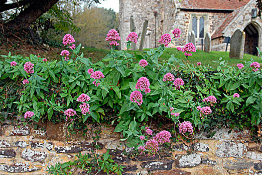 红色,缬草属植物,花,墙壁,教堂,怀特岛,英格兰,英国,欧洲