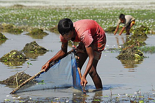 乡村,孩子,钓鱼,水,雨,地点,鱼,流动,河,湿地,下雨,季节,孟加拉,十月,2006年