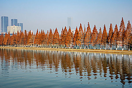 冬景,湖光冬色,水杉