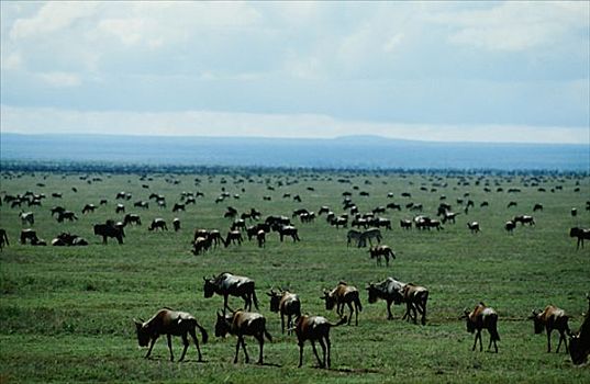 角马,牧群,坦桑尼亚