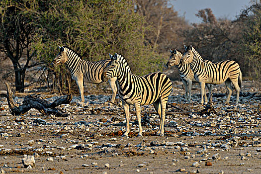 斑马,马,埃托沙国家公园,纳米比亚,非洲