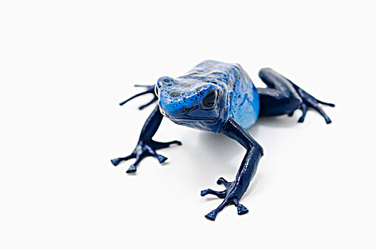 蓝色,毒物,飞镖,青蛙,艾伯塔省,加拿大