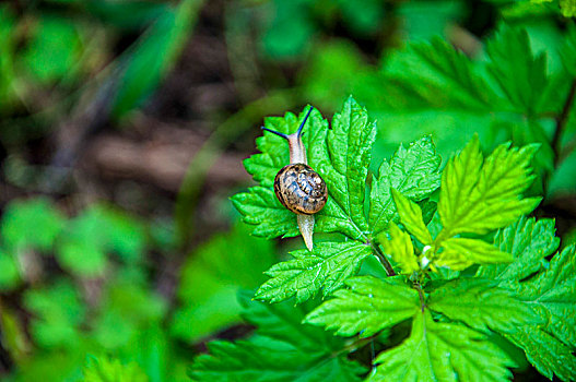 青草叶子上的一只蜗牛