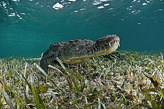 美洲鳄,鳄鱼,鳄属,清晰,水,加勒比,生物保护区,墨西哥