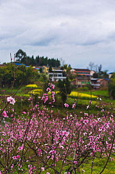 大营山桃花