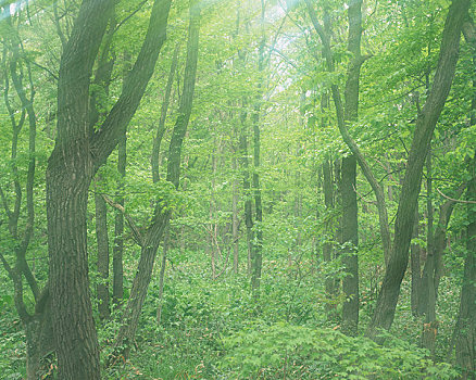 树林,图像