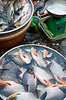 鱼,出售,市场,永隆,越南