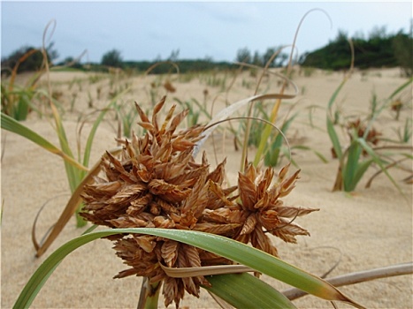 沙子,植物,海滩