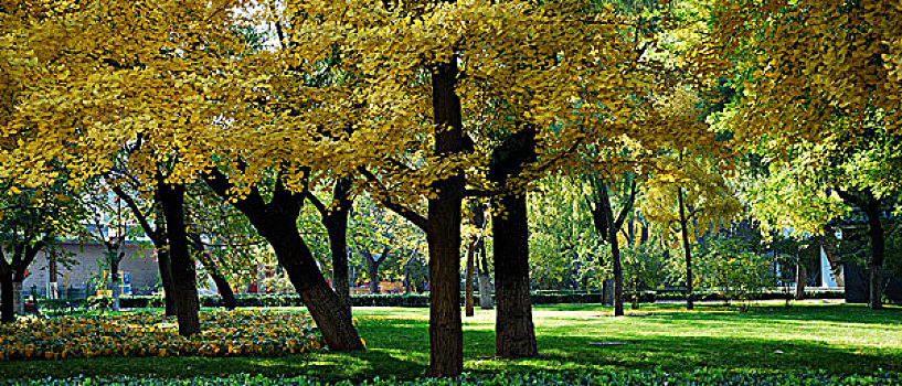 地坛公园里秋天金黄色的银杏树