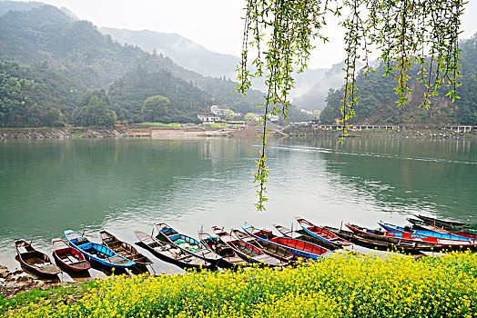 山水画廊,新安江,江河,油菜花