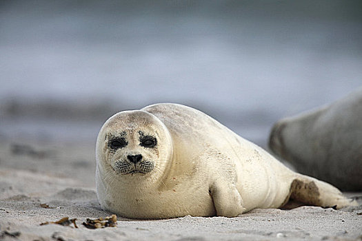 幼兽,常见海豹,海滩,赫尔戈兰岛,德国