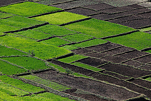 稻米,稻田,中部高地,马达加斯加,非洲