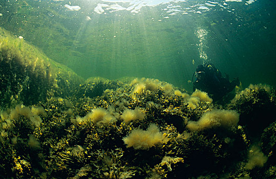 潜水,水下,水生植物