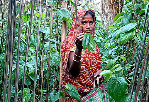 女人,收集,叶子,农场,西孟加拉,二月,2007年