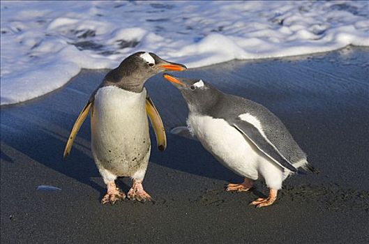 巴布亚企鹅,幼禽,请求,父母,食物,海滩,秋天,金港,南乔治亚,南大洋,南极辐合带