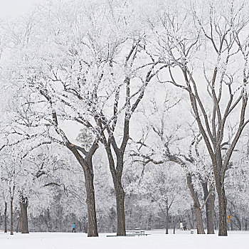 曼尼托巴,加拿大,树,积雪