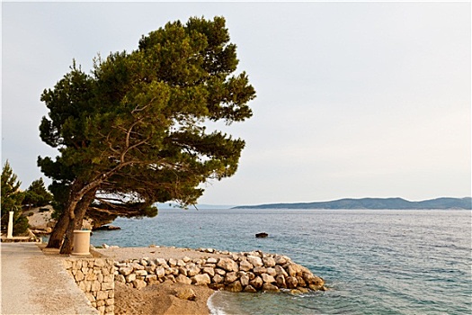 松树,岩石,海滩,克罗地亚