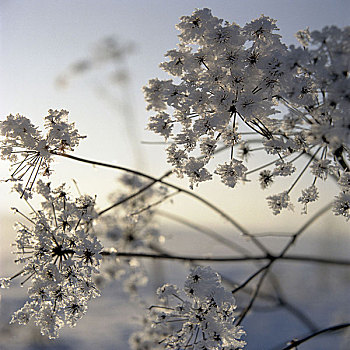 植物,花,霜,特写,自然,季节,冬天,寒冷,冰,白霜,冷冻,白天,早晨,黎明,模糊,户外