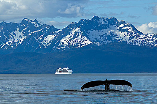 合成效果,驼背鲸,运河,游船,远景,东南阿拉斯加,夏天