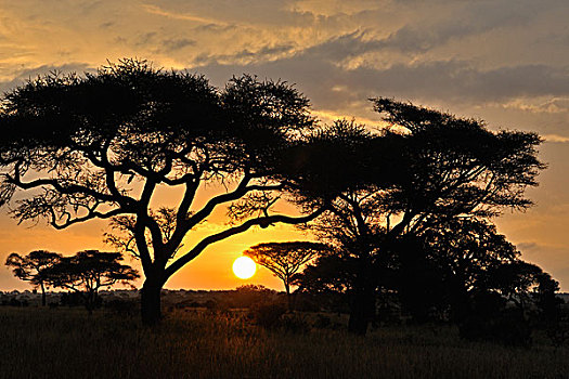 日落,塔兰吉雷国家公园,坦桑尼亚,非洲