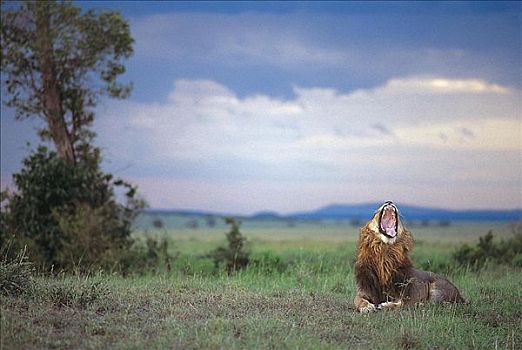 雄性,狮子,正面,雷暴,天空,埃托沙国家公园,纳米比亚,非洲,哈欠,动物