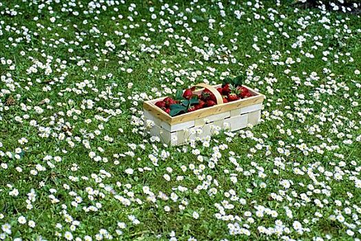 篮子,草莓,花,草地