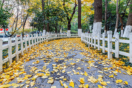 银杏林下落满黄色树叶的小路,南京鼓楼区