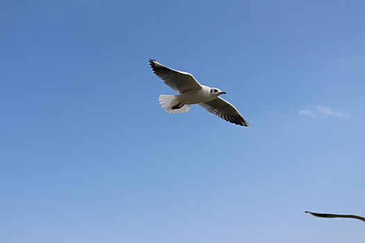 红嘴海鸥