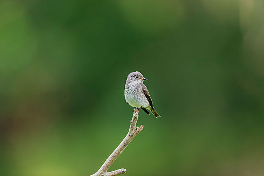 常单独在树冠层枝叶间活动,飞捕空中过往小昆虫的乌鹟鸟
