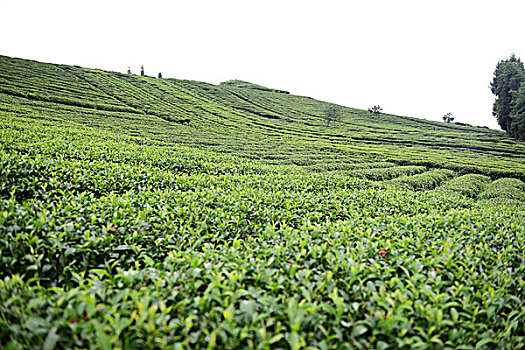 茶园茶叶风景