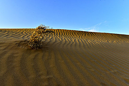 沙漠生命