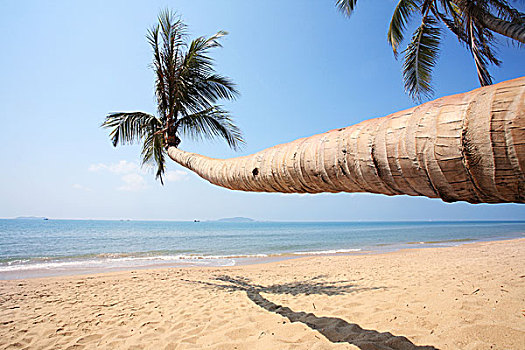 棕榈树,旁侧,海洋,三亚,中国